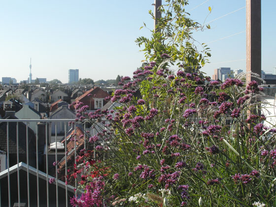 Bureau Groene Zaken